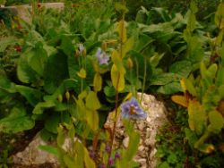 2013-08-18_Regina-F-Rau_Schachen_Blumen  (012).JPG
